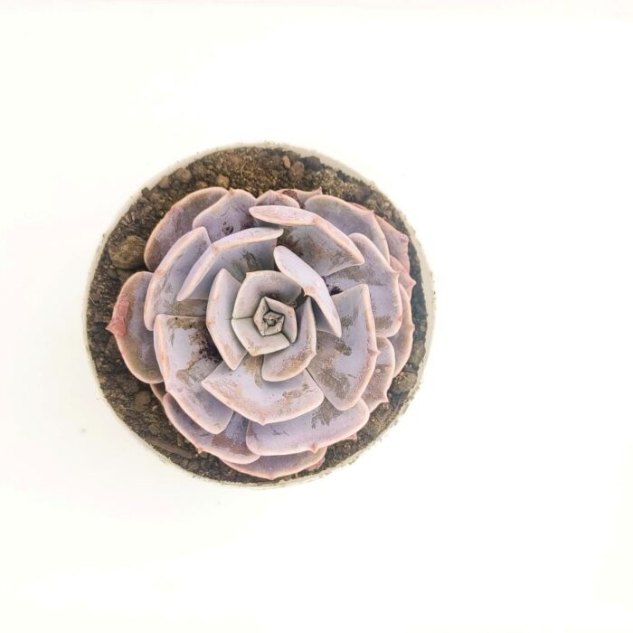 Echeveria Lolita succulent plant