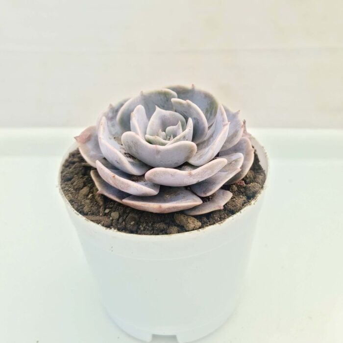 Echeveria Lolita succulent plant