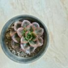 Echeveria melaco chocolate