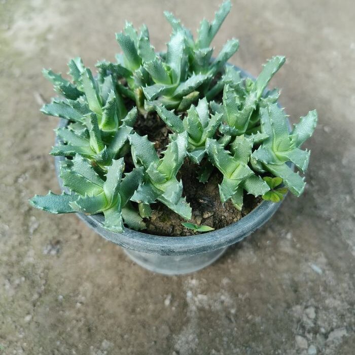 IMG20231231145142 Faucaria Subintegra