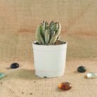 Kalanchoe Panda succulent plant