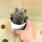 Mammilaria voburenensis cactus