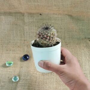 Mammillaria Beneckei