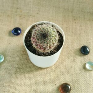 Mammillaria Beneckei