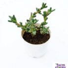 Ruschia Nana succulent plant