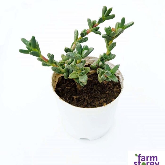 Ruschia Nana succulent plant