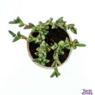 Ruschia Nana succulent plant