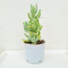 Sedum Allantoides