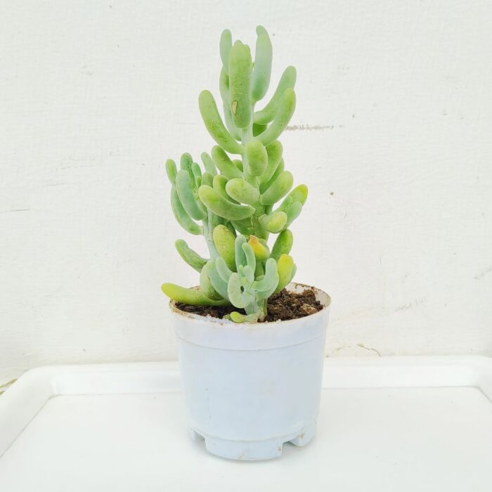Sedum Allantoides