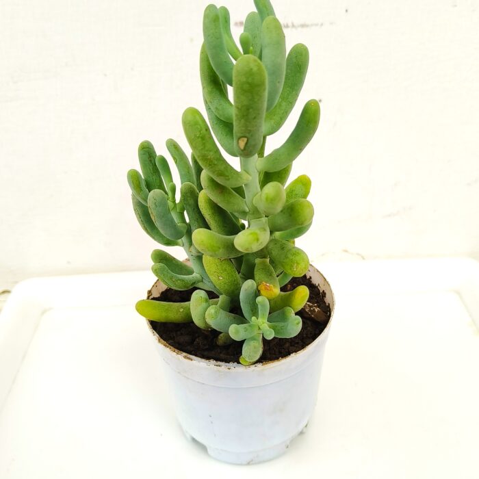 Sedum Allantoides succulent plant