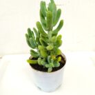 Sedum Allantoides succulent plant