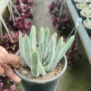 dudleya virens succulent