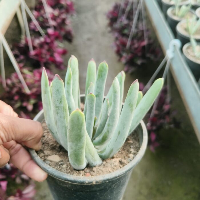 dudleya virens succulent