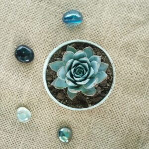 blue bird echeveria