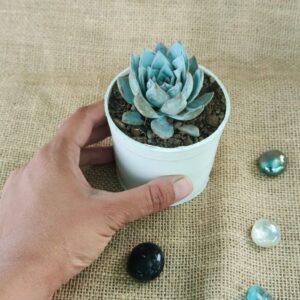 blue bird echeveria