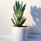 blue chalk stick succulent plant