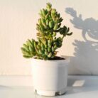 blue jelly bean succulent plant