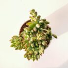 blue jelly bean plant