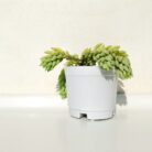 donkey's tail succulent plant