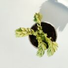 donkey's tail succulent plant