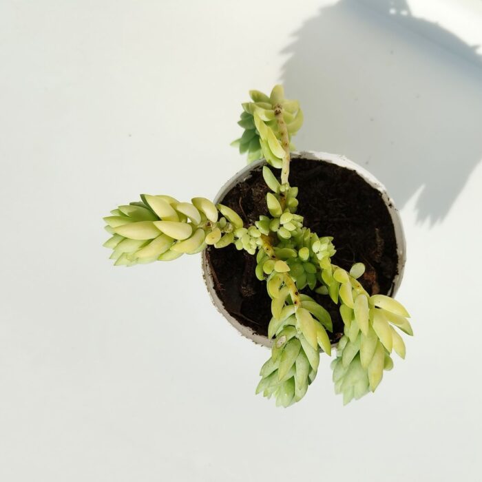 donkey's tail succulent plant