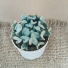 echeveria topsy turvy
