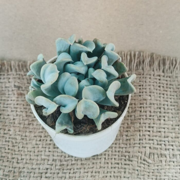 echeveria topsy turvy