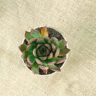 echeveria agavoides succulent plant