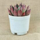 echeveria agavoides online