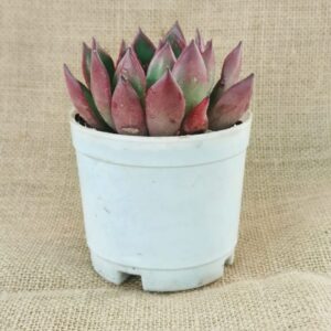 echeveria agavoides online