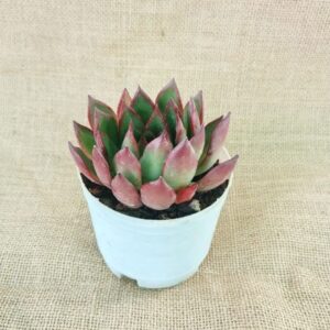 echeveria agavoides succulent plant