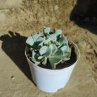 echevria topsy turvy