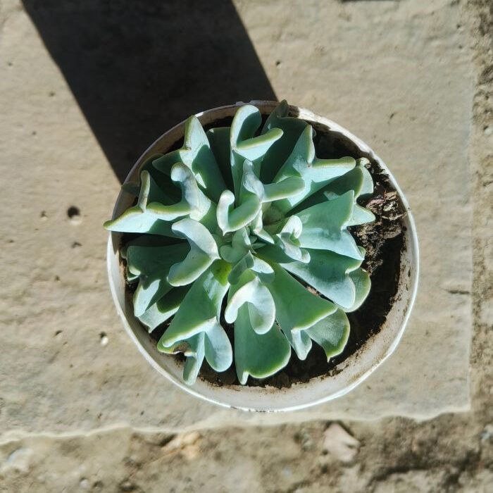 echeveria topsy turvy