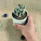 Kalanchoe Panda succulent plant