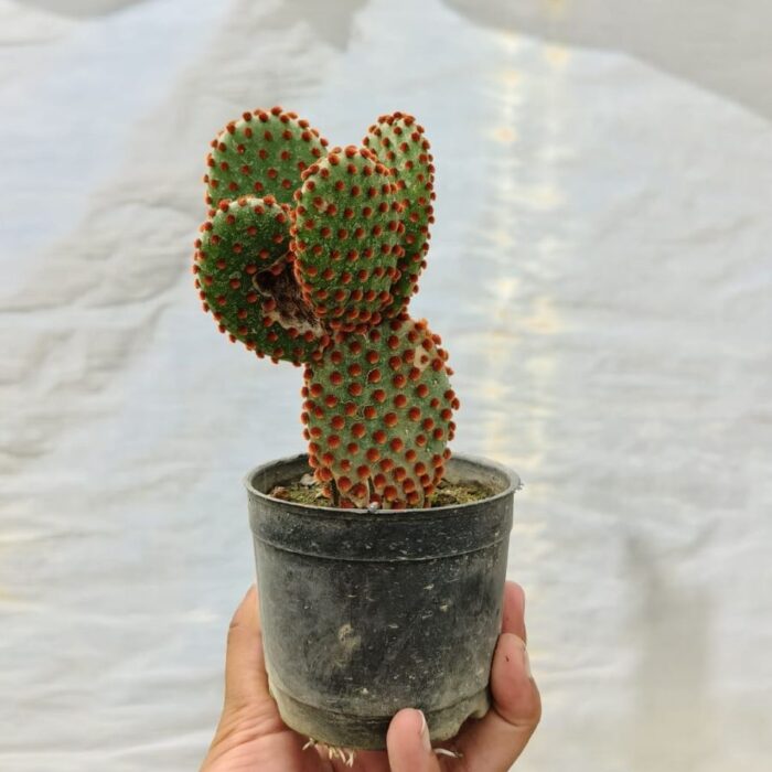 red bunny ear 03 Red bunny ear cactus