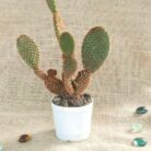 Red bunny ear cactus