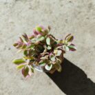 variegated baby sun rose