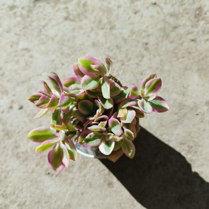 variegated baby sun rose