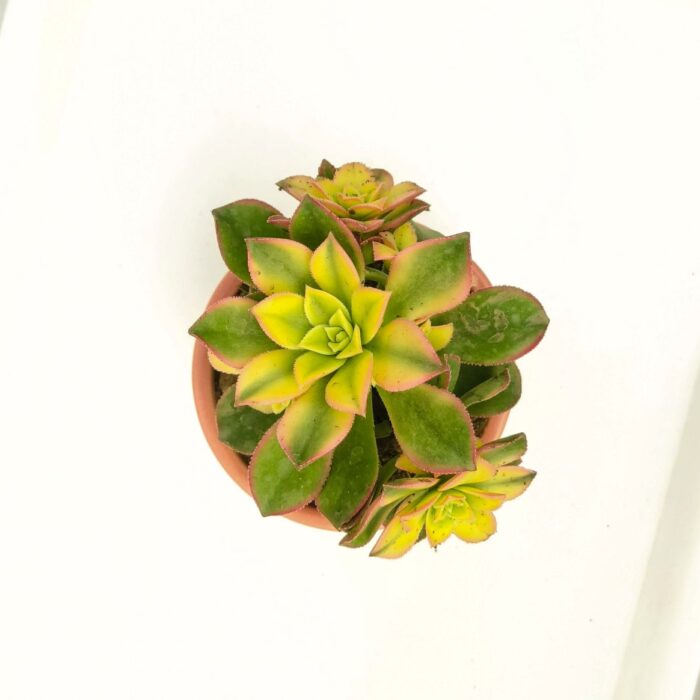 variegated kiwi