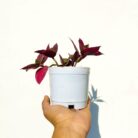 wandering jew