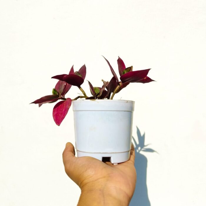wandering jew 01 wandering jew