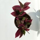 wandering jew