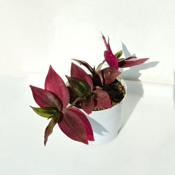 wandering jew 03 wandering jew