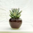 apple ceramic pot
