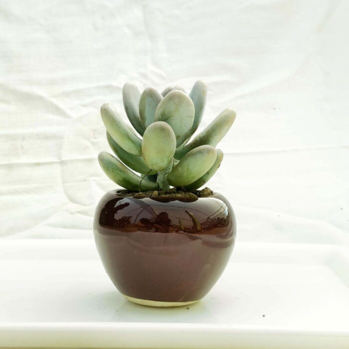apple ceramic pot 03 apple ceramic pot