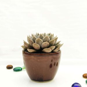 chestnut ceramic pot