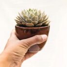 chestnut ceramic pot
