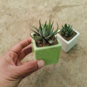 Petite Cube