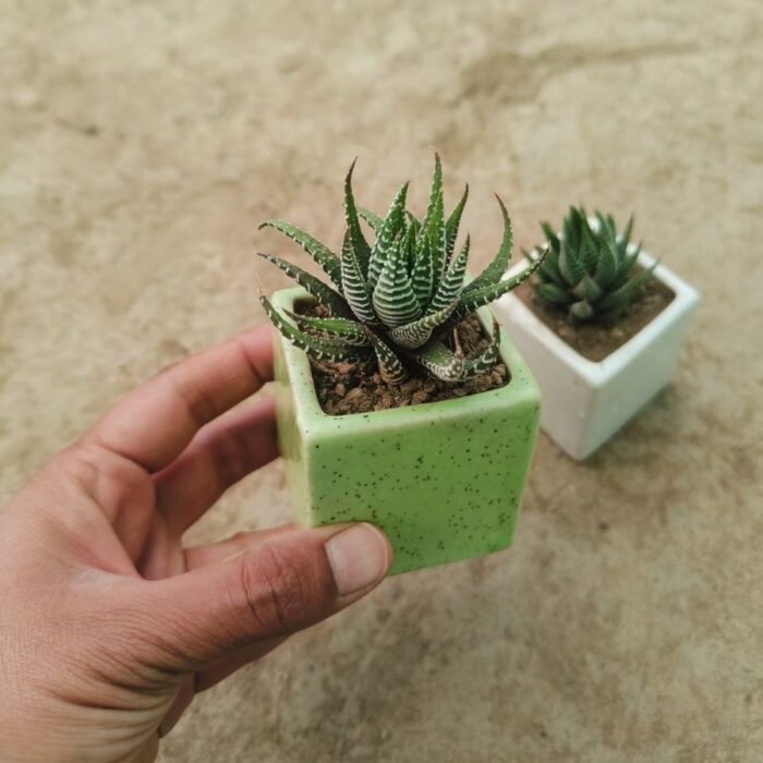 petit cube Petite Cube