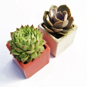 Petite cube